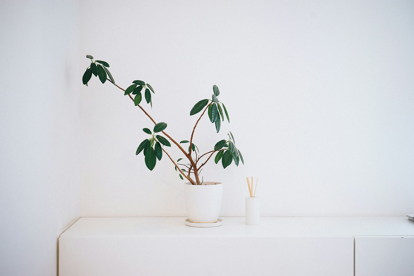 Green plant in white pot next to diffuser on white cabinet.